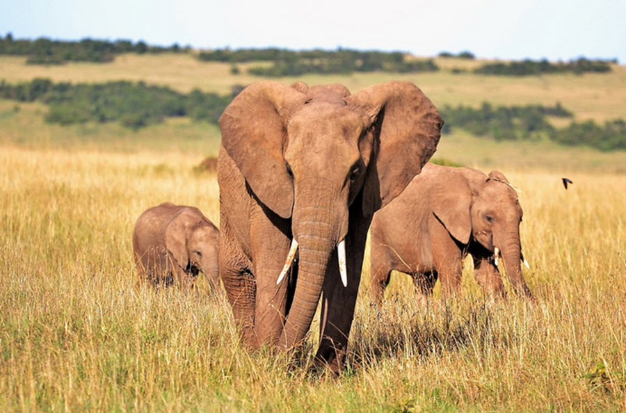 kenya